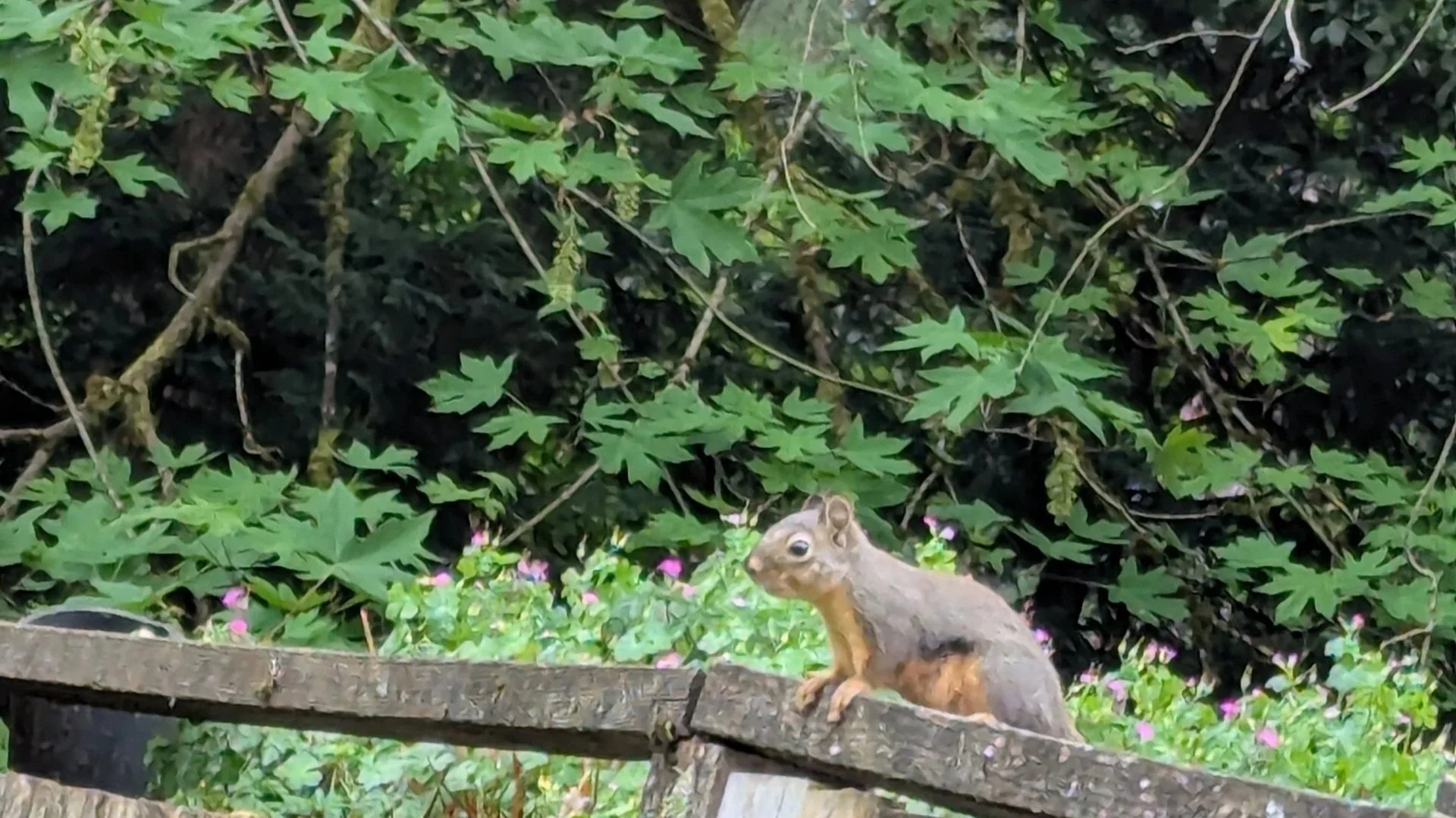 A squirrel is sitting on a wooden railing surrounded by green leaves and pink flowers in a garden.