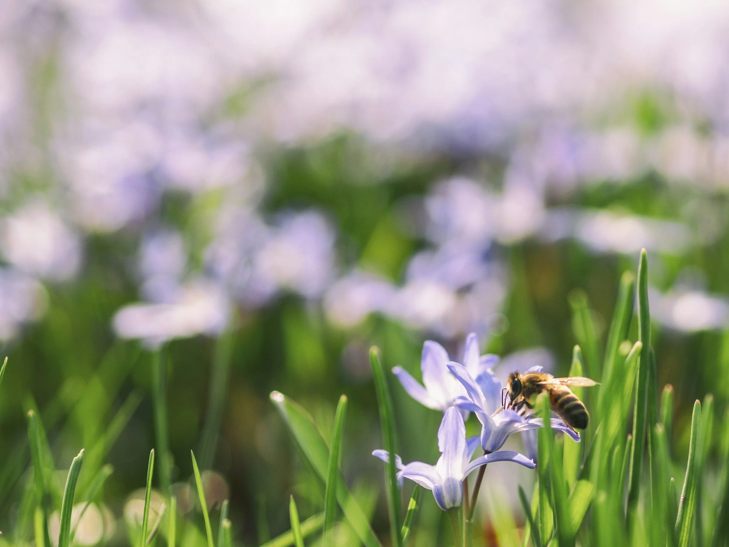 Close-up of a bee on a small purple flower in a green field with blurred background.