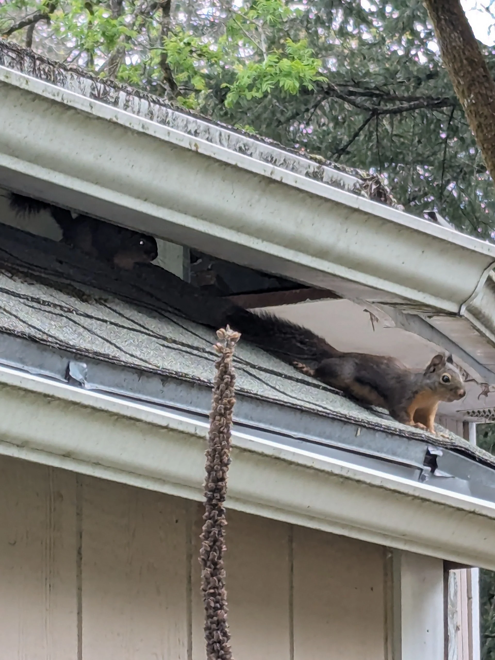 A squirrel on a roof, with a tree and green leaves in the background.