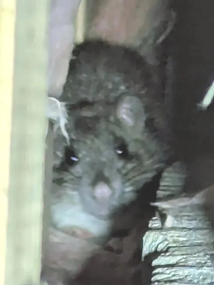 Close-up of a raccoon peeking through a hole in a wooden fence at night.