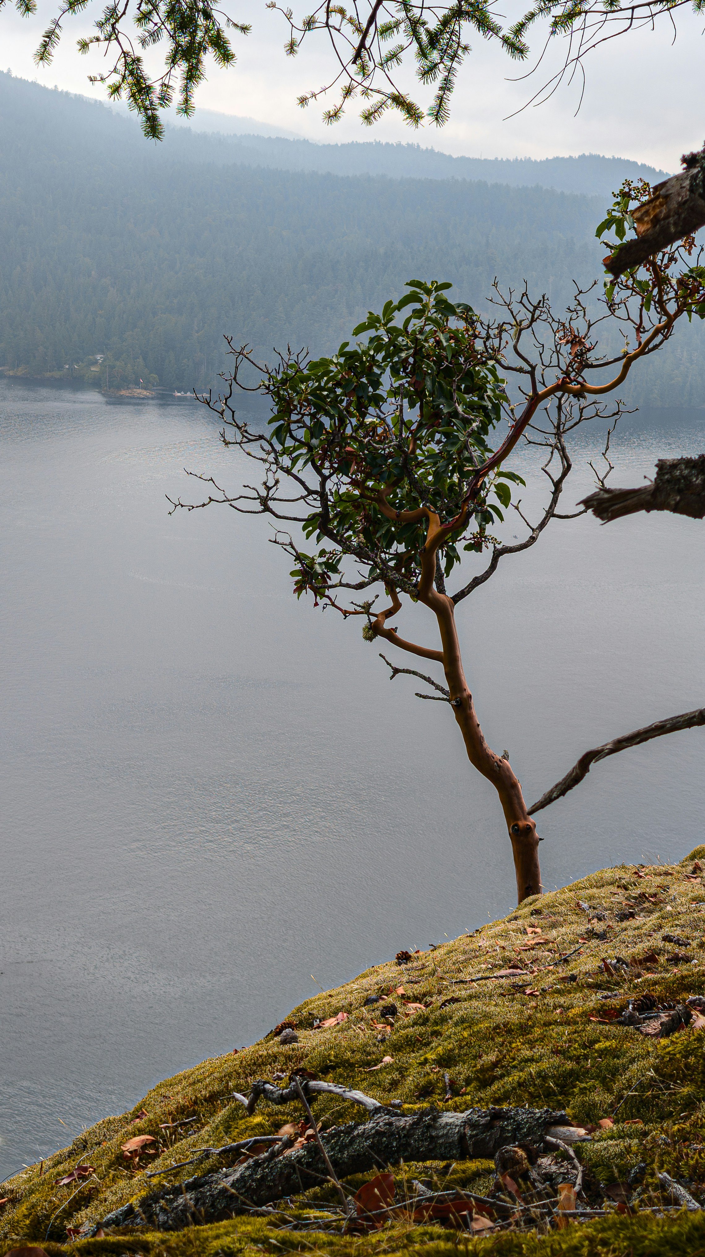 Coastal arbutus tree on Salt Spring Island, BC, service area of Suncycle Electric