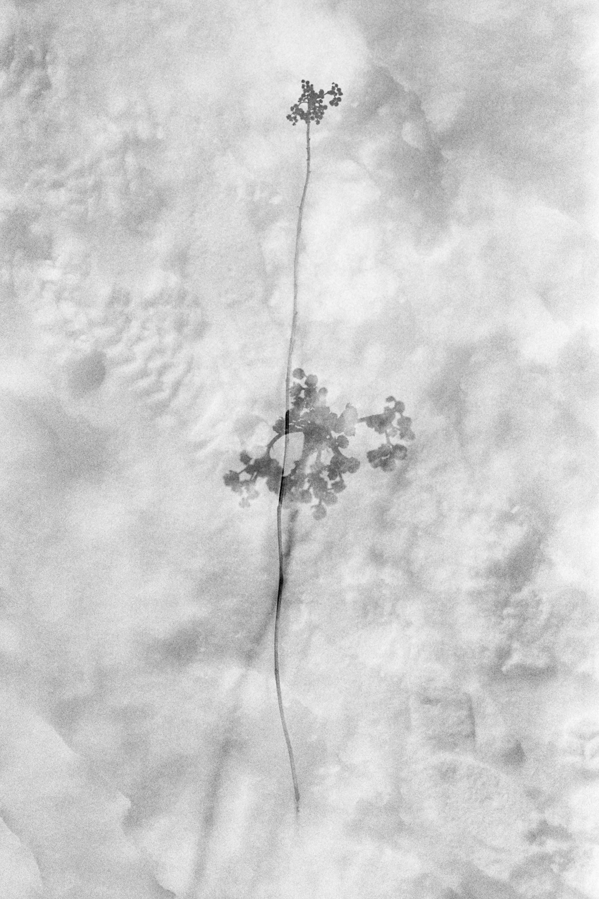 Godot Project_0019_Low Sharp_Web1.jpg