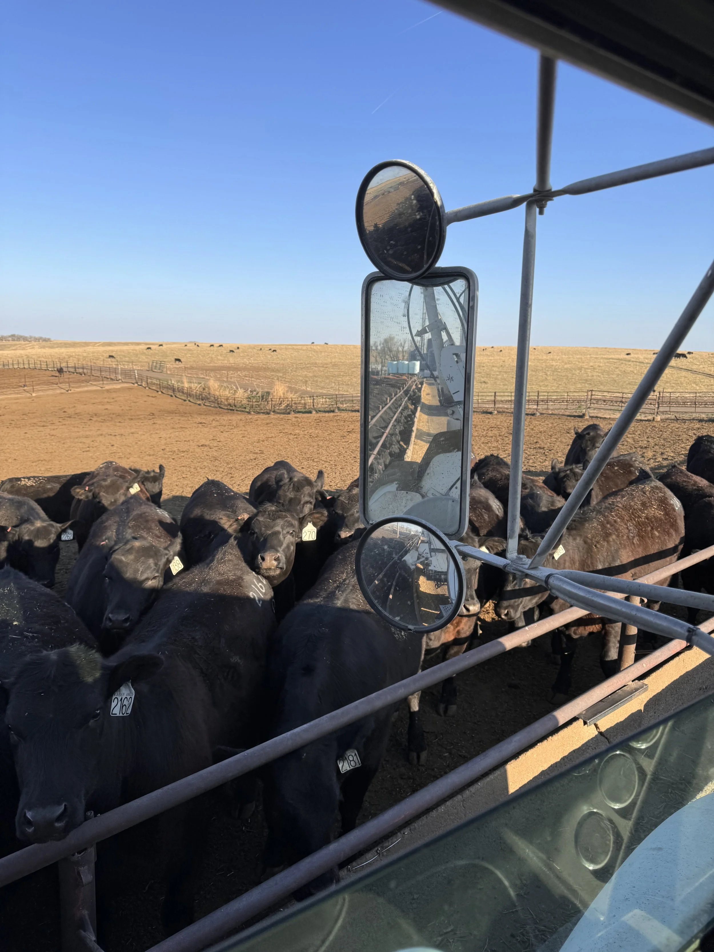 View from inside a tractor looking out at a herd of black cattle on a farm with open fields under a clear blue sky.