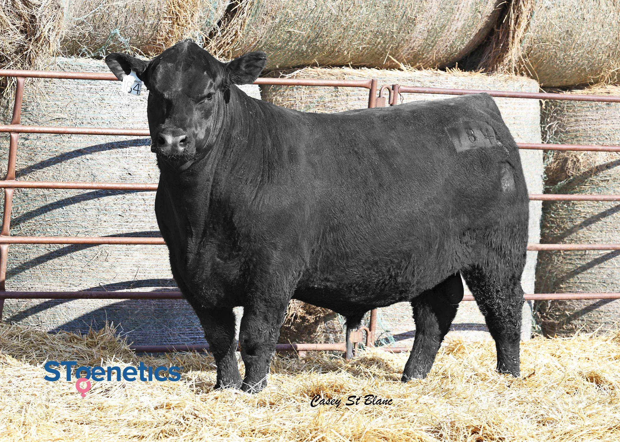 A black calf standing on straw in a fenced area with hay bales in the background, with the logo 'Stoenetics' and the name 'Casey St. Blaine' on the image.
