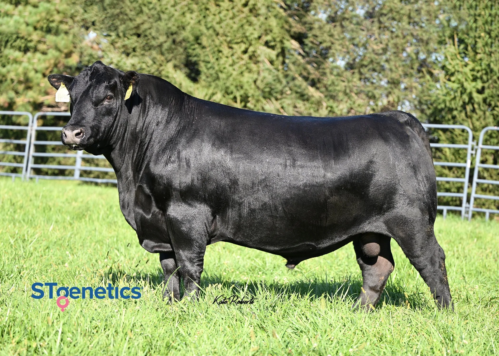 A black cow standing on green grass in a fenced area with trees in the background.