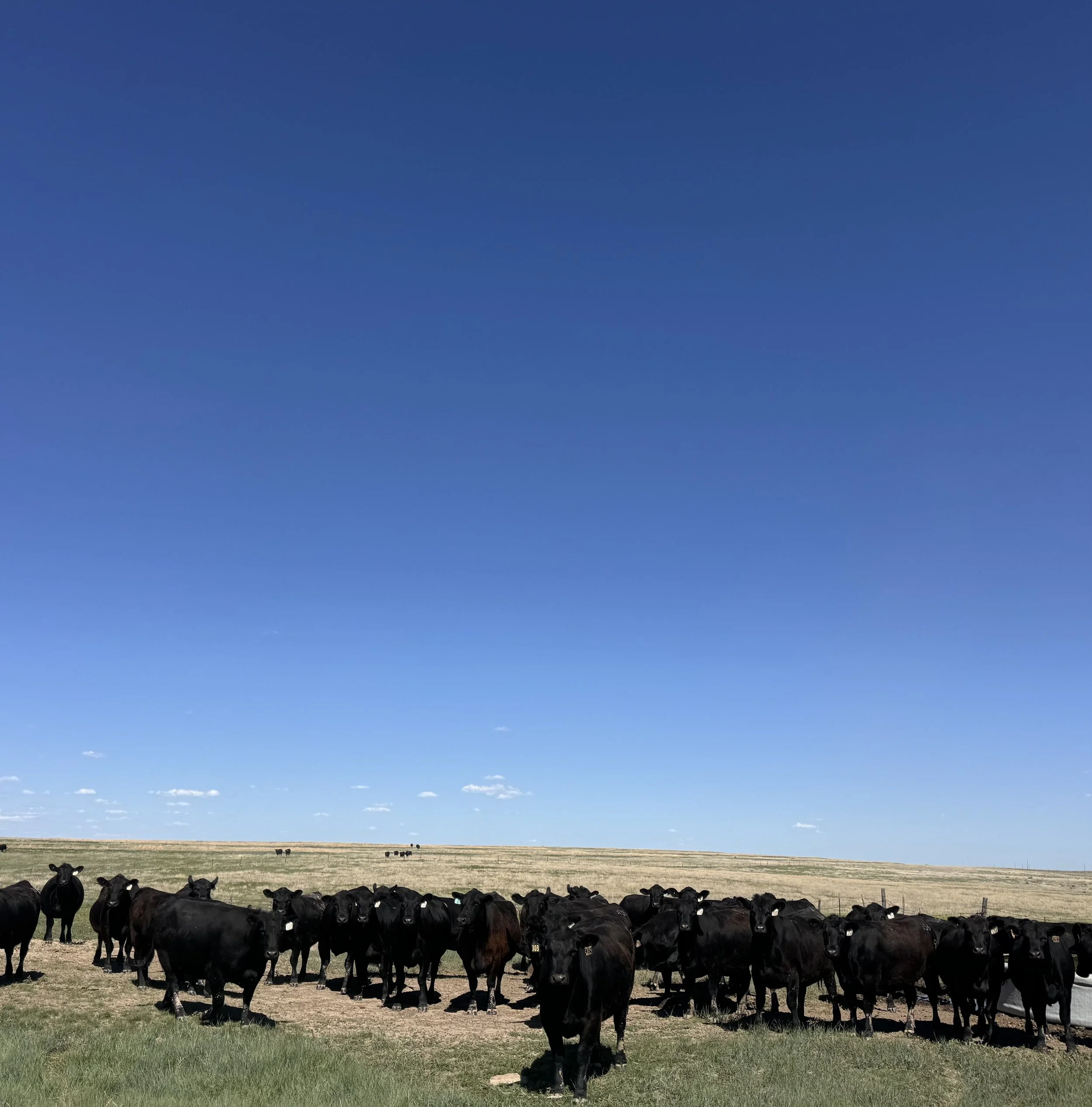 A herd of black cattle standing on a grassy field under a clear blue sky.