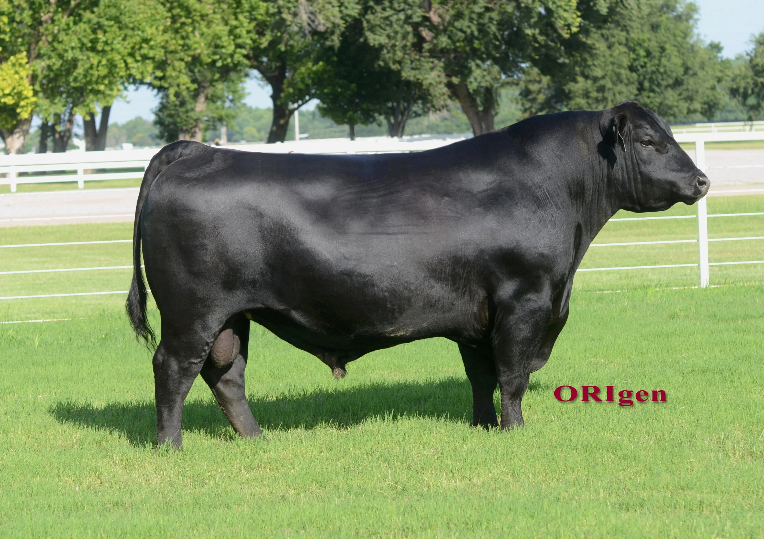 A large black cow standing on green grass in a fenced area with trees in the background.