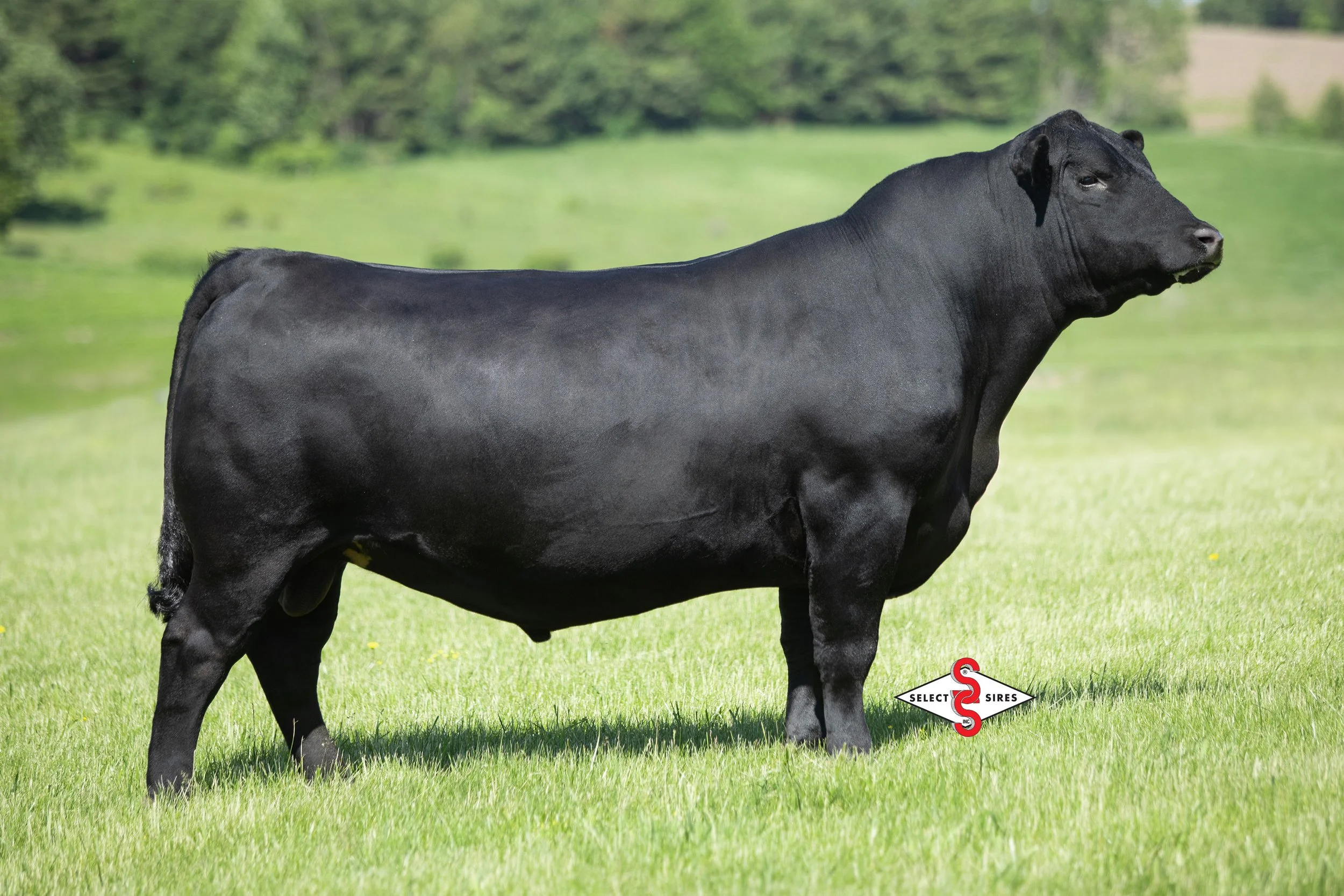 Black cow standing on green grass with trees in the background.