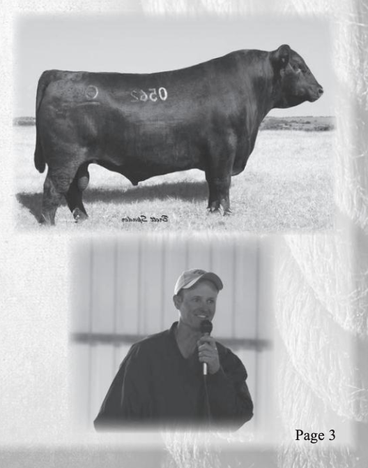 Black and white photograph of a cow standing outdoors in a field, with a person speaking into a microphone beneath the cow. The cow has a number and the words 'Grand Champion' written on its side.