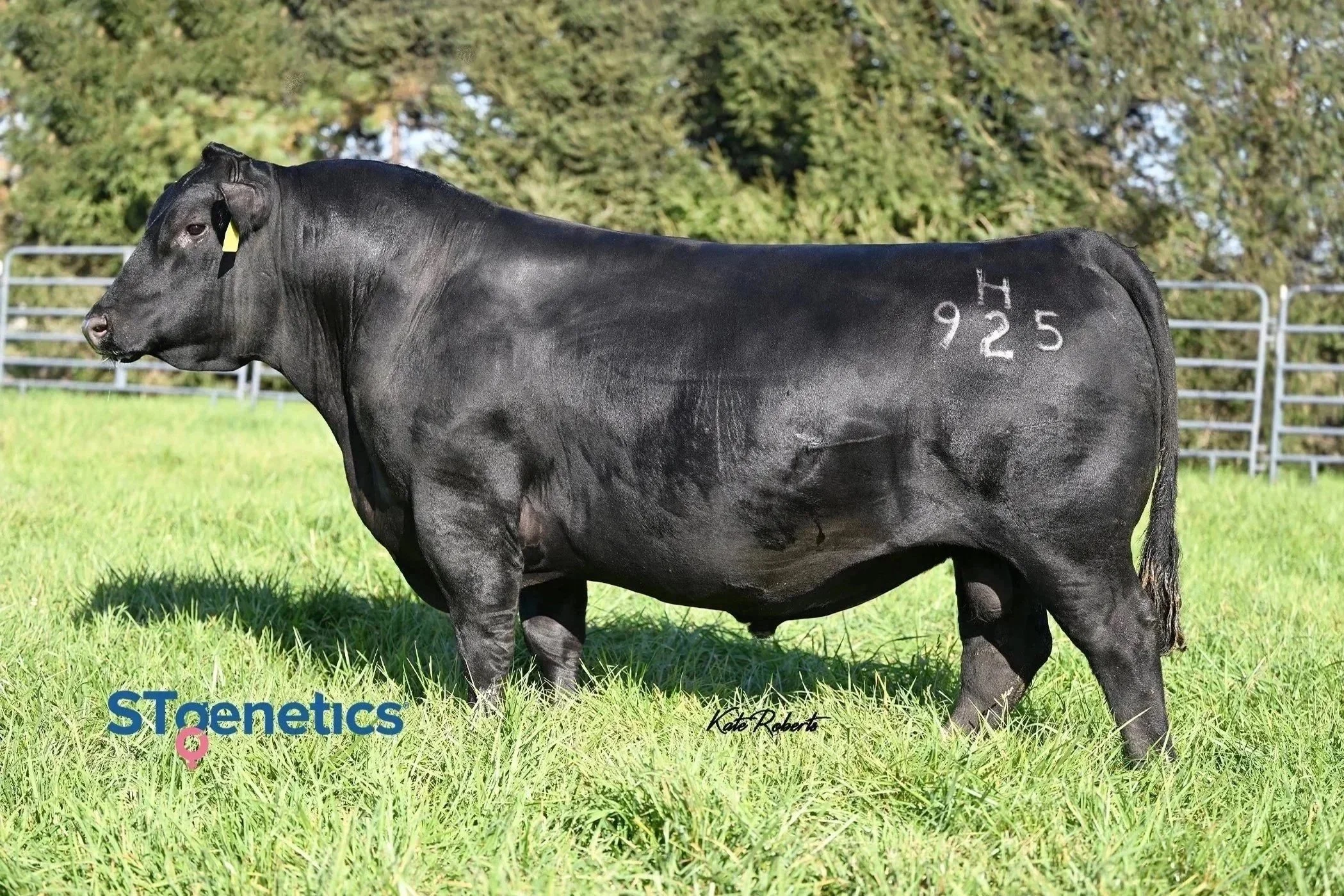 A black cow standing in green grass with a fence and trees in the background. The cow has markings on its side, including 'H 925', and the logo 'STgenetics' in the bottom left corner.