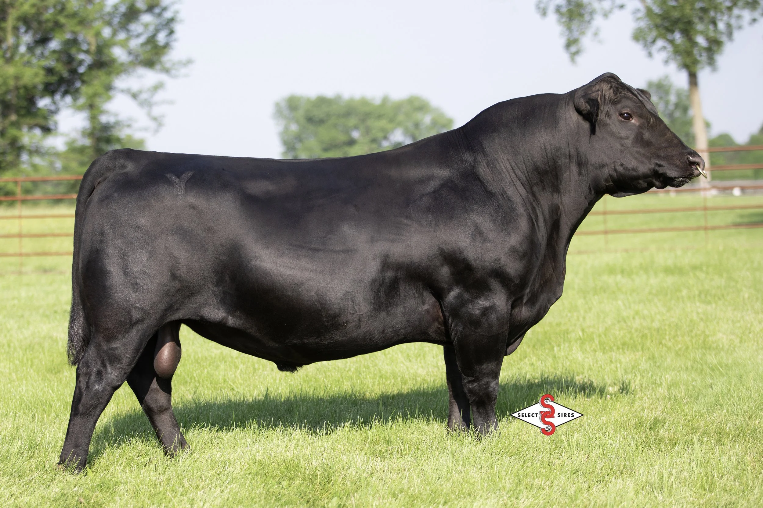 A black cow standing on green grass in a pasture with trees and a fence in the background.