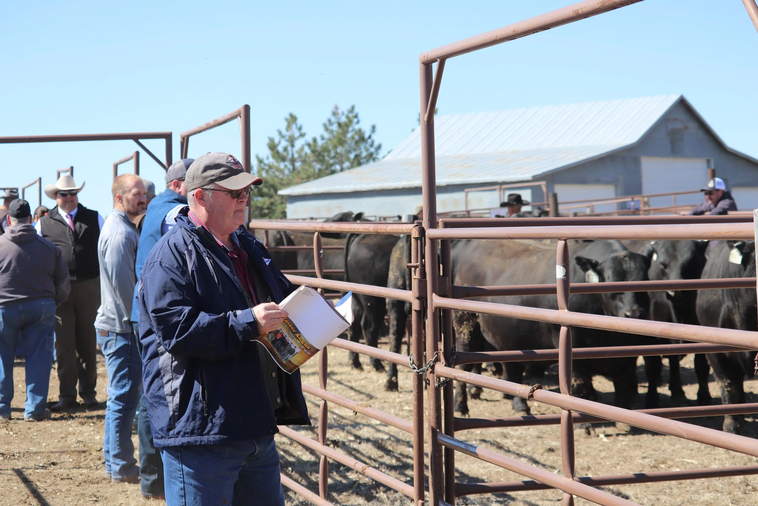 Group of men observing cattle inside a fenced area at a farm, with some holding papers and wearing hats, under a clear blue sky.