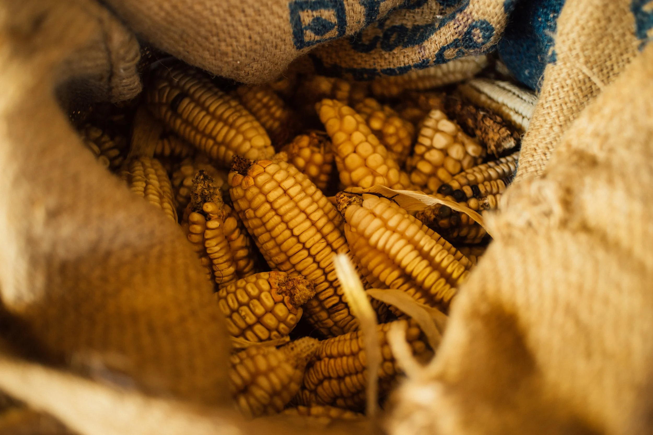 Bag of corn