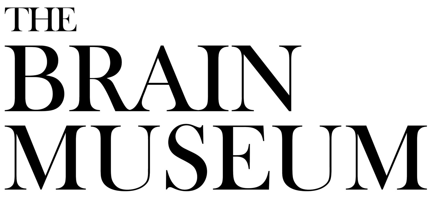 The Brain Museum