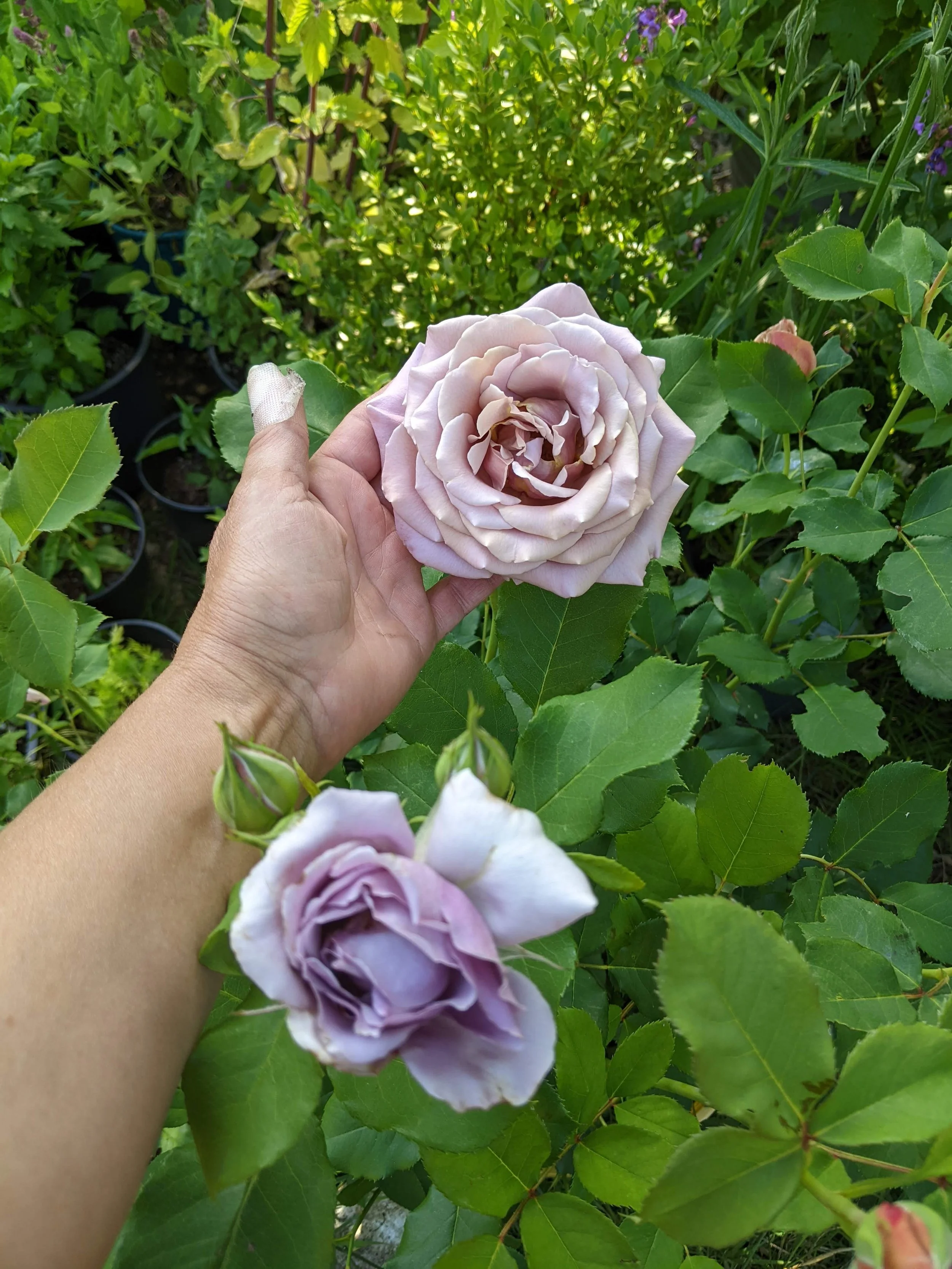 A person holding a light purple garden rose in a lush green garden with other rosebuds and plants.