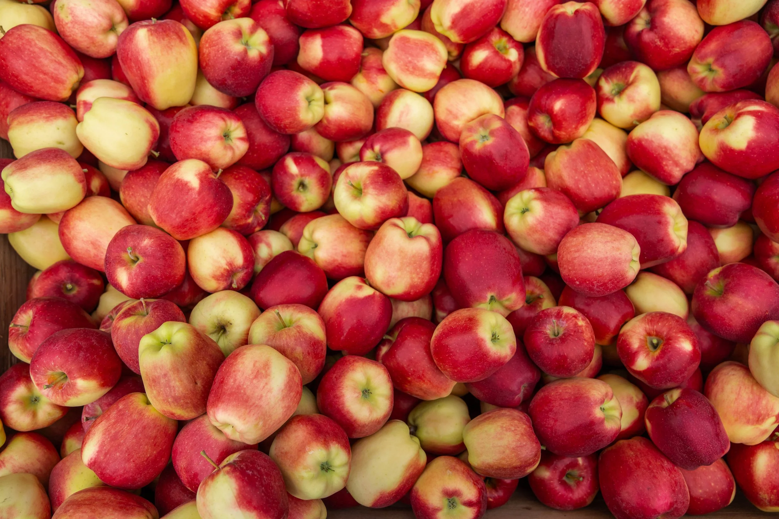 Ambrosia apples in a bin