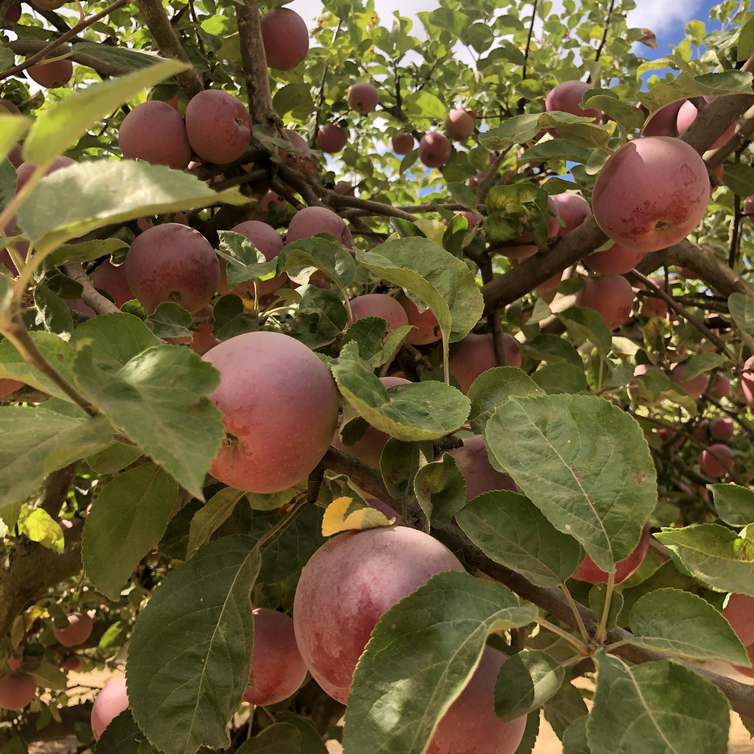 Seasonal Fruit Harvesting/ Guided Wildcrafting