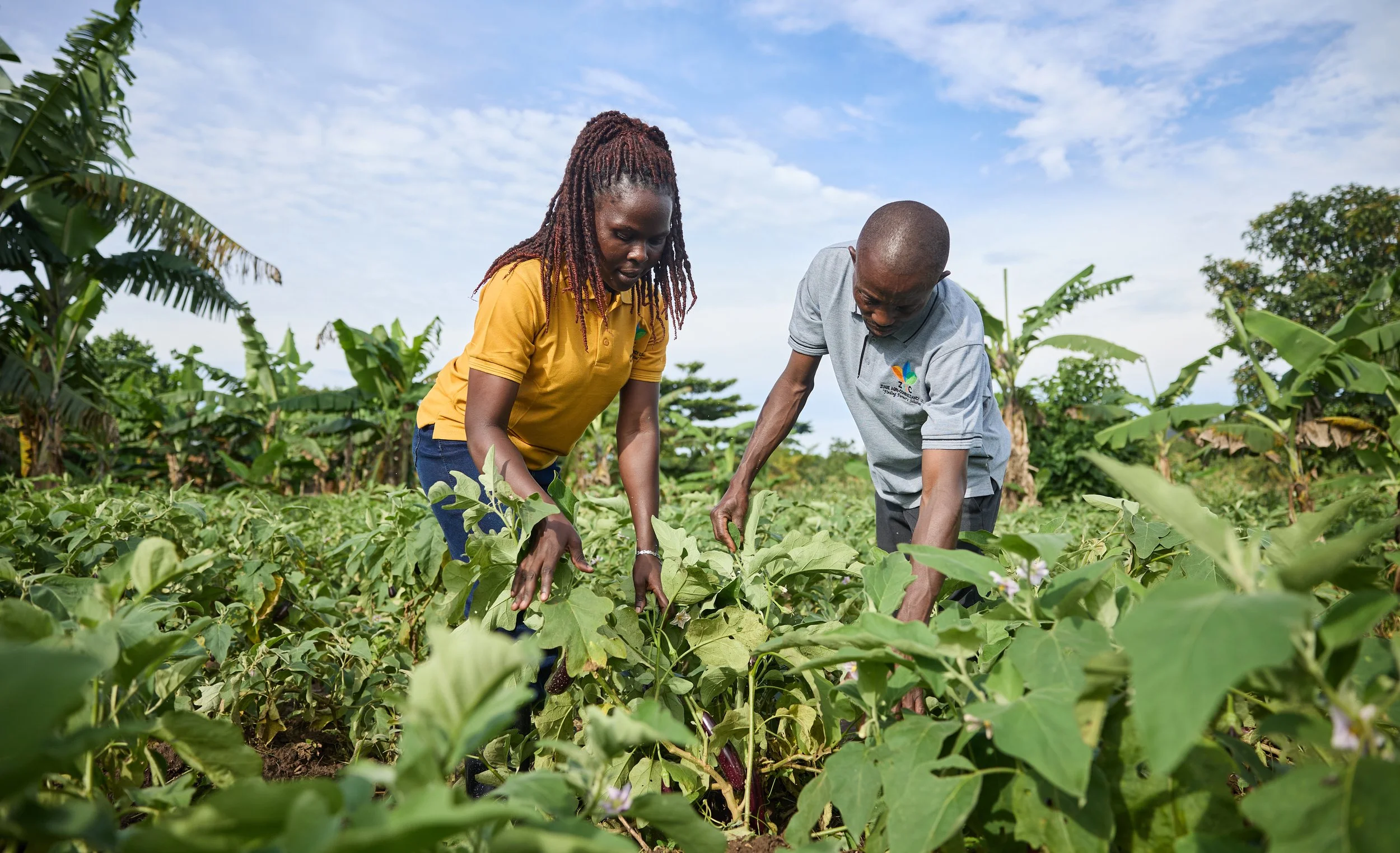 Documentary photograph for ZAC Exports showing agribusiness, agricultural trade, and market access in Uganda.