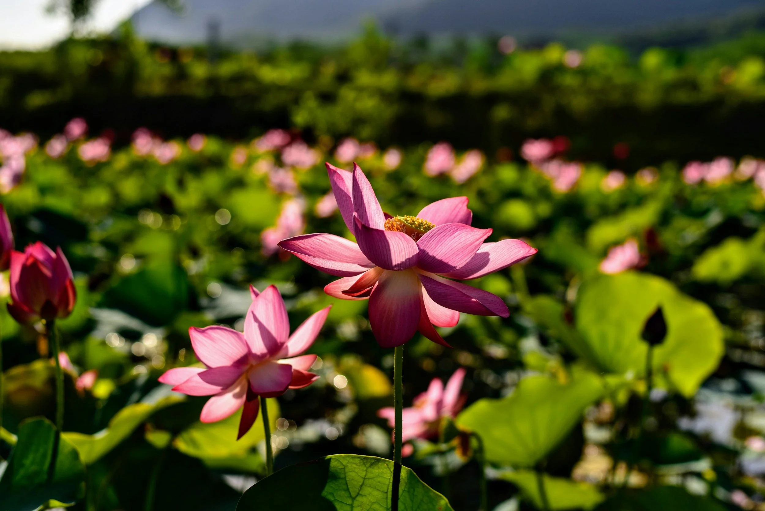 Fioritura di dalie rosa in Vietnam