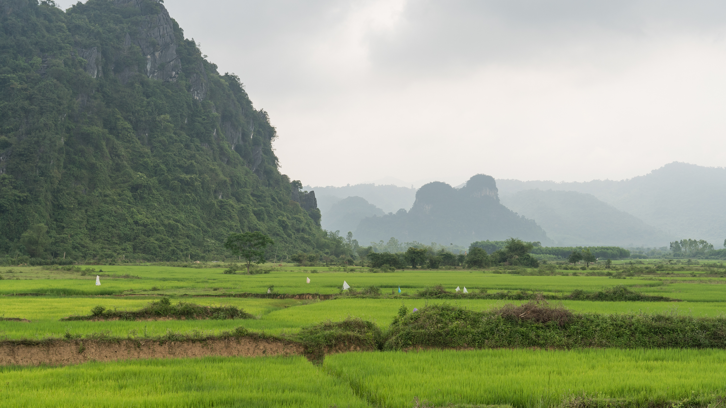 Campi verdi di riso con montagne ricoperte di vegetazione in Vietnam