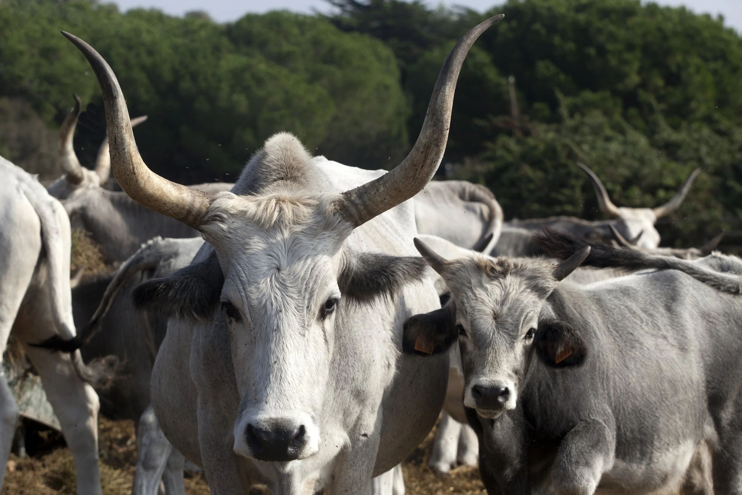 _MG_9313 (1) (1).jpg