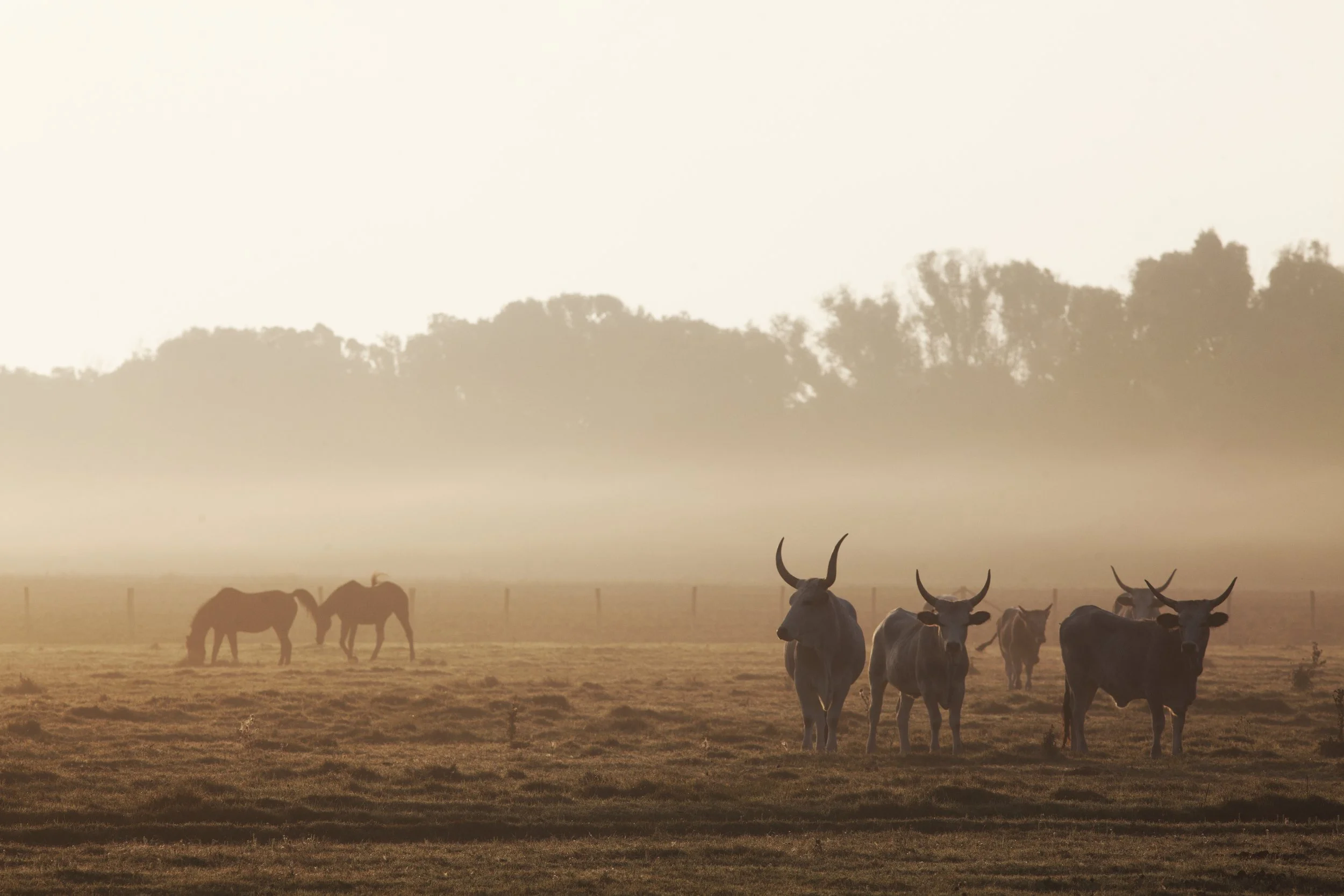 _MG_0560 copia (1).jpg