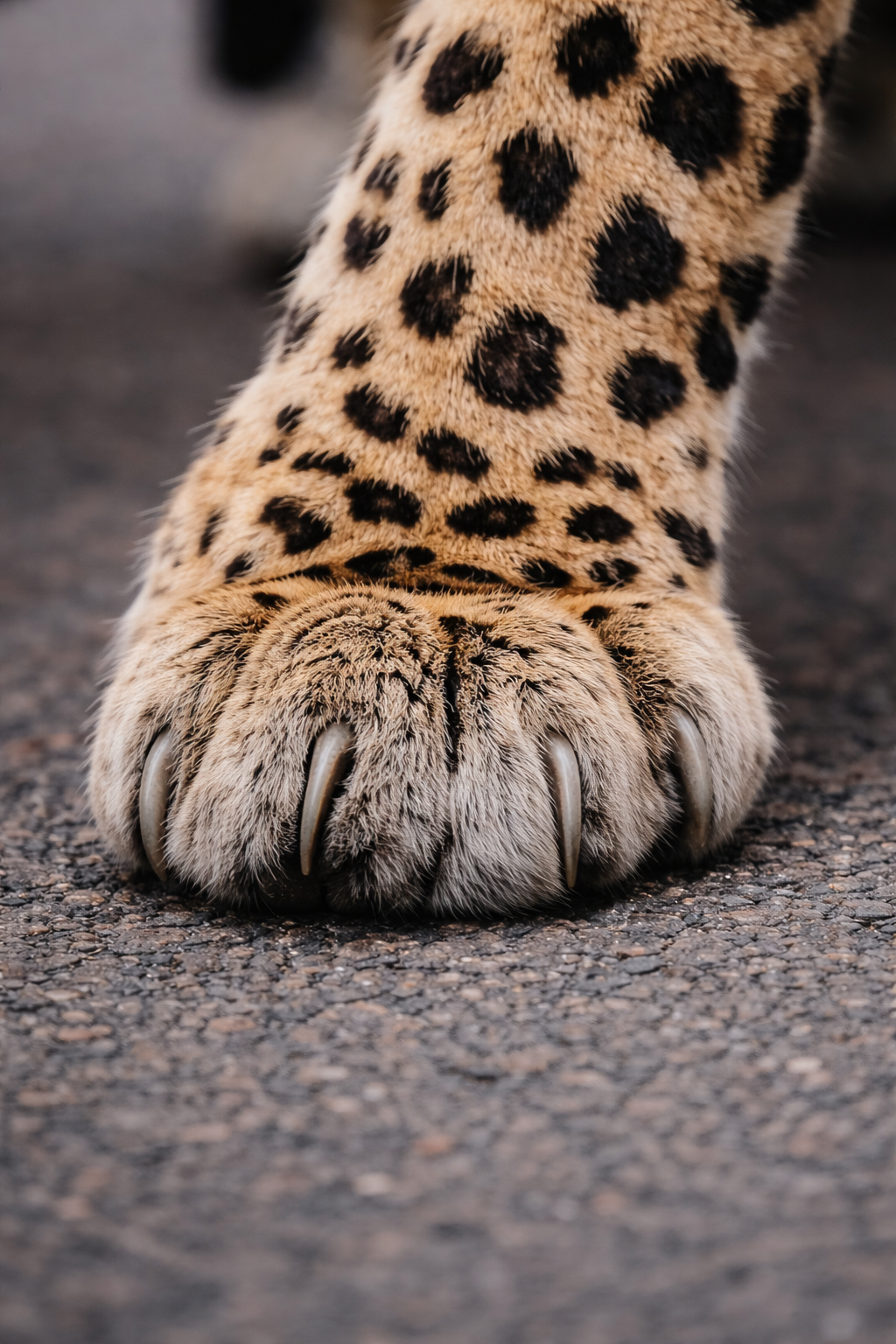 Close-up of a cheetah's paw with sharp claws on a gravel surface. Custom AI influencer, Custom AI persona, Custom AI identity. 