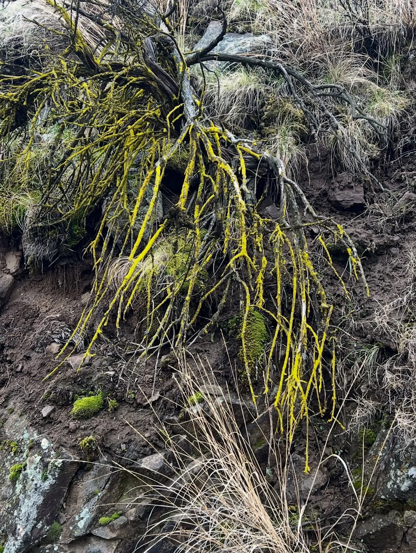 Cowiche Canyon was pure magic today ✨, not to be missed!!! 🧡💛🤎&hearts;️&hearts;️💜 #tieton #cowichecanyonconservancy #hikewashington #elmstreetcabin @cowichecanyonconservancy #pnw
