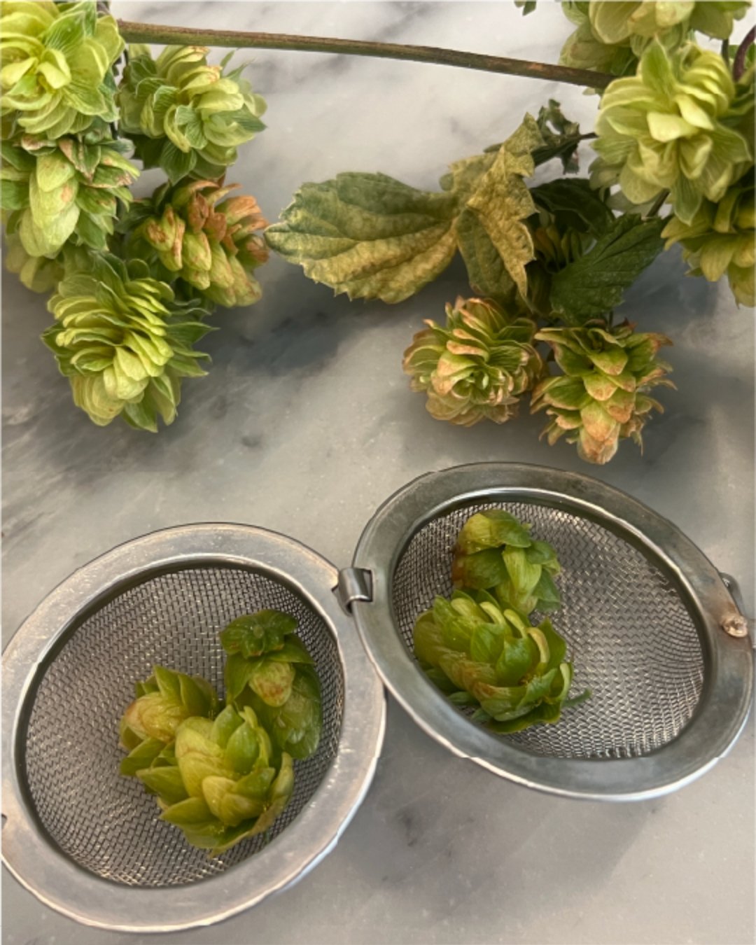 Experiencing the first fall in the valley and have loved getting to witness the excitement that comes with hop season!  From hop fest at the Yakima fairgrounds to our own little row in the garden, it&rsquo;s been pure joy! 💚🍃🍻#ExperienceTieton #Ya