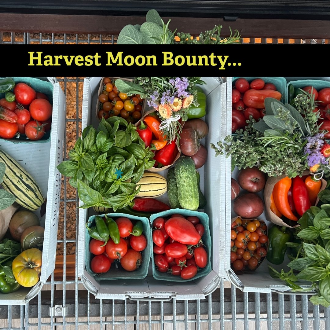 🍂 I'm a sucker for beautiful produce and the people who grow it! Sarah from @apricityacres is wrapping up her first season on the farm and has curated the most gorgeous end of season produce boxes! Sooo grateful I get to share these with friends and