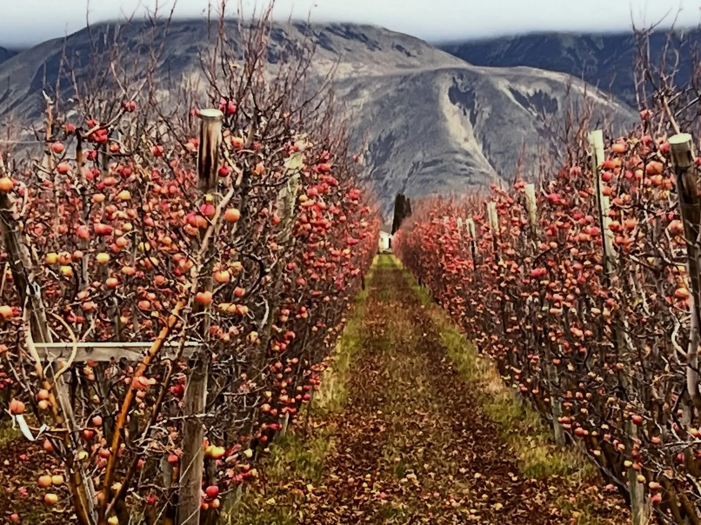 Beautiful but heartbreaking to see so much fruit left unpicked. Love to our small farmers in the @yakimavalley (and across the country) Please support small and local ❤️ #supportlocal #supportsmall #supportfarmers #tieton #wheredoesyourfoodcomefrom