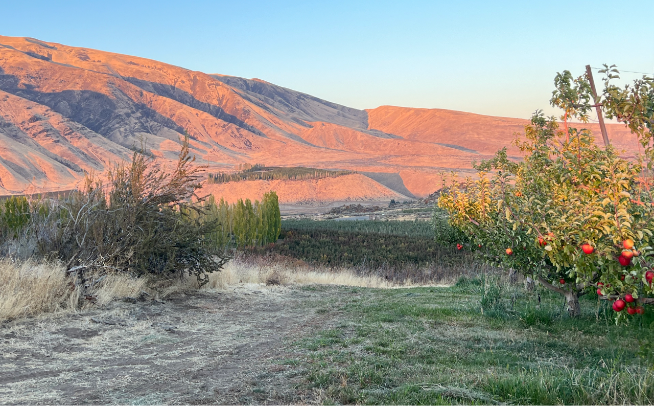 Apple orchard with red apples on trees in the foreground, dry grass and bushes, hilly mountains in the background during sunset.