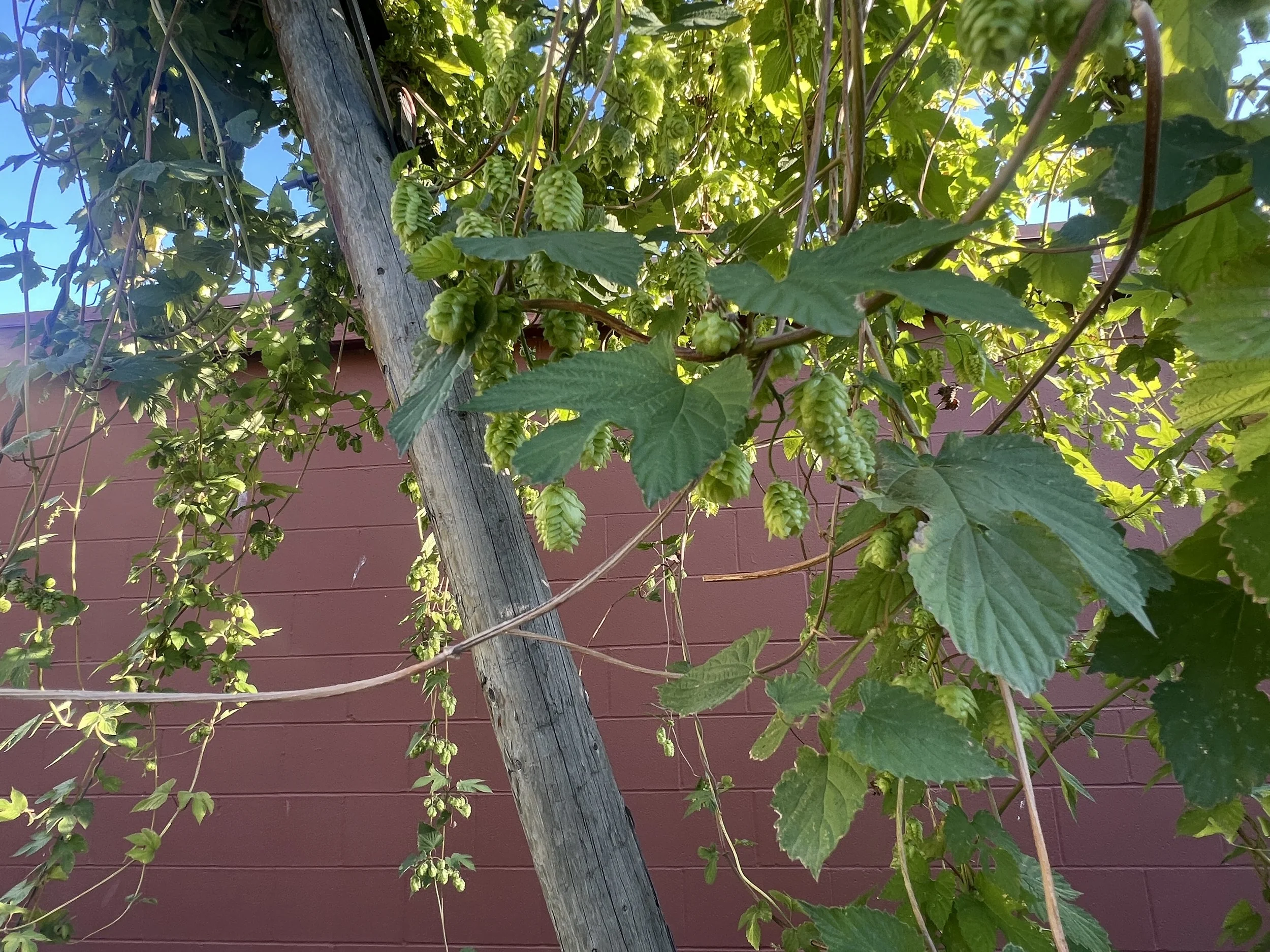 Close-up of a hop plant with green cones and leaves climbing a wooden support, with a pink wall background and clear blue sky.