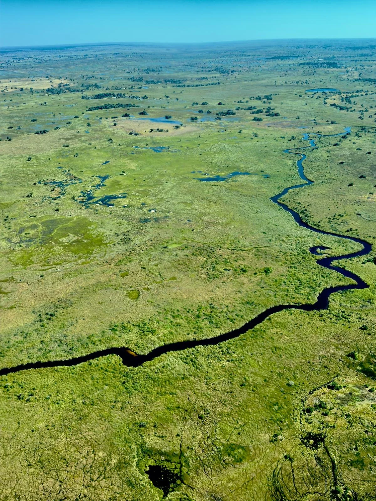 okavango. 6.jpeg