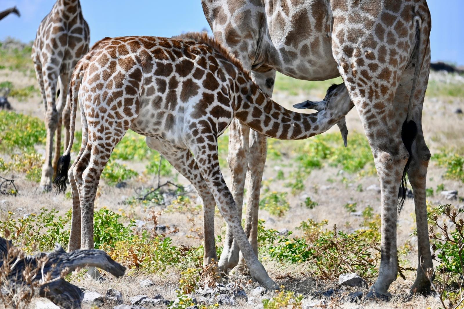 etosha baby giraffe.jpeg