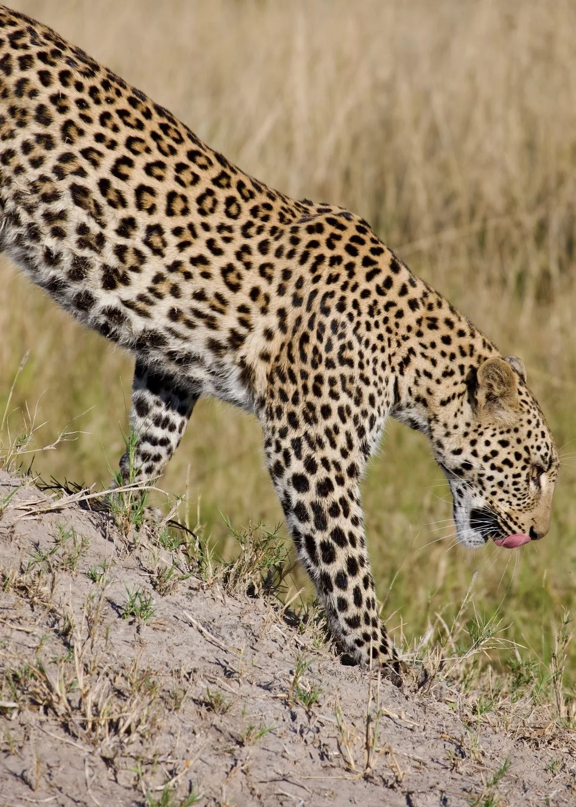 grasshopper 4.PNG.jpeg