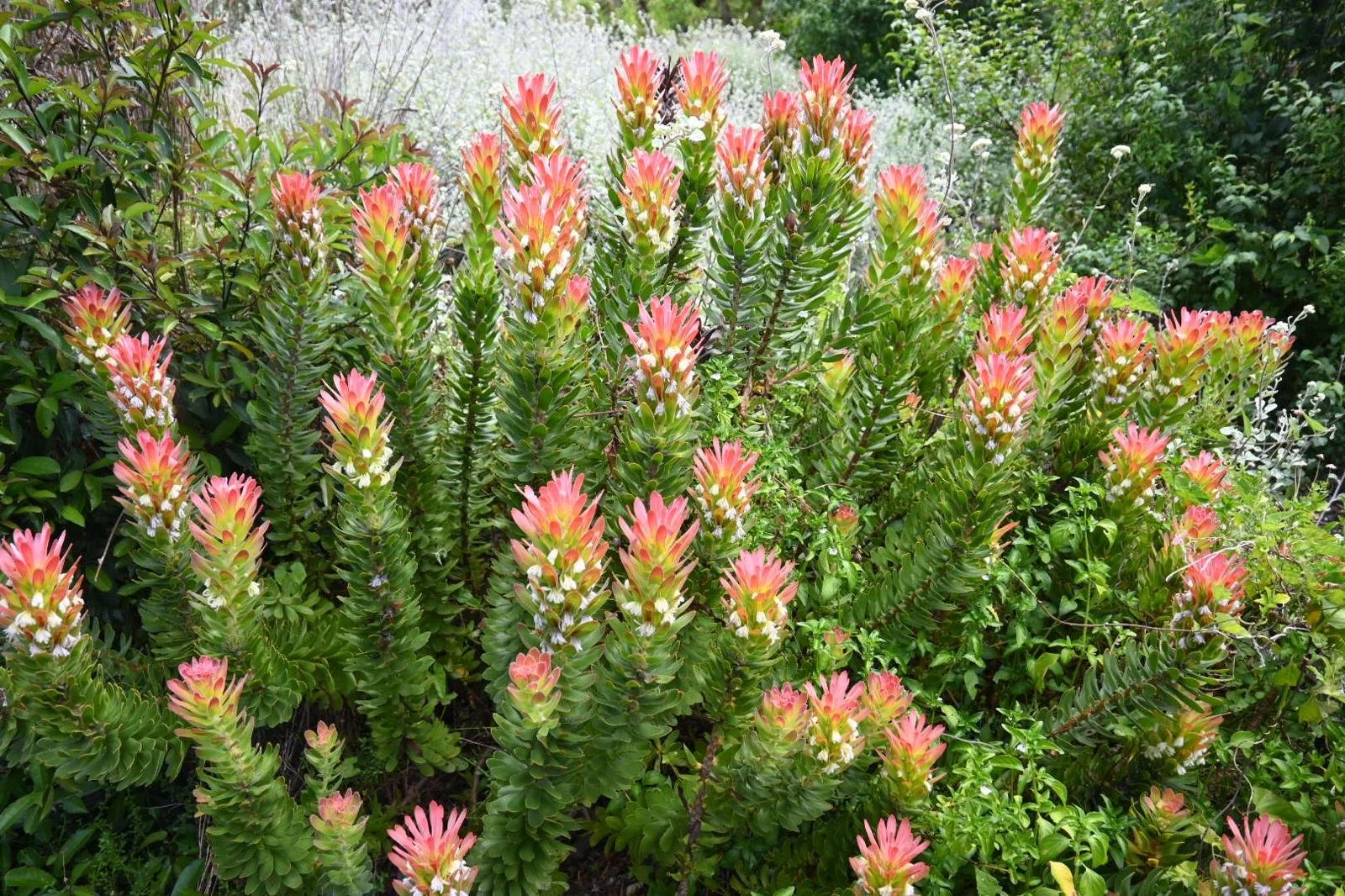 kirstenbosch flower 2.jpeg