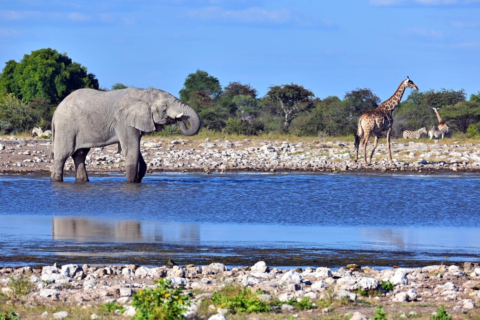 etosha waterhole.jpeg
