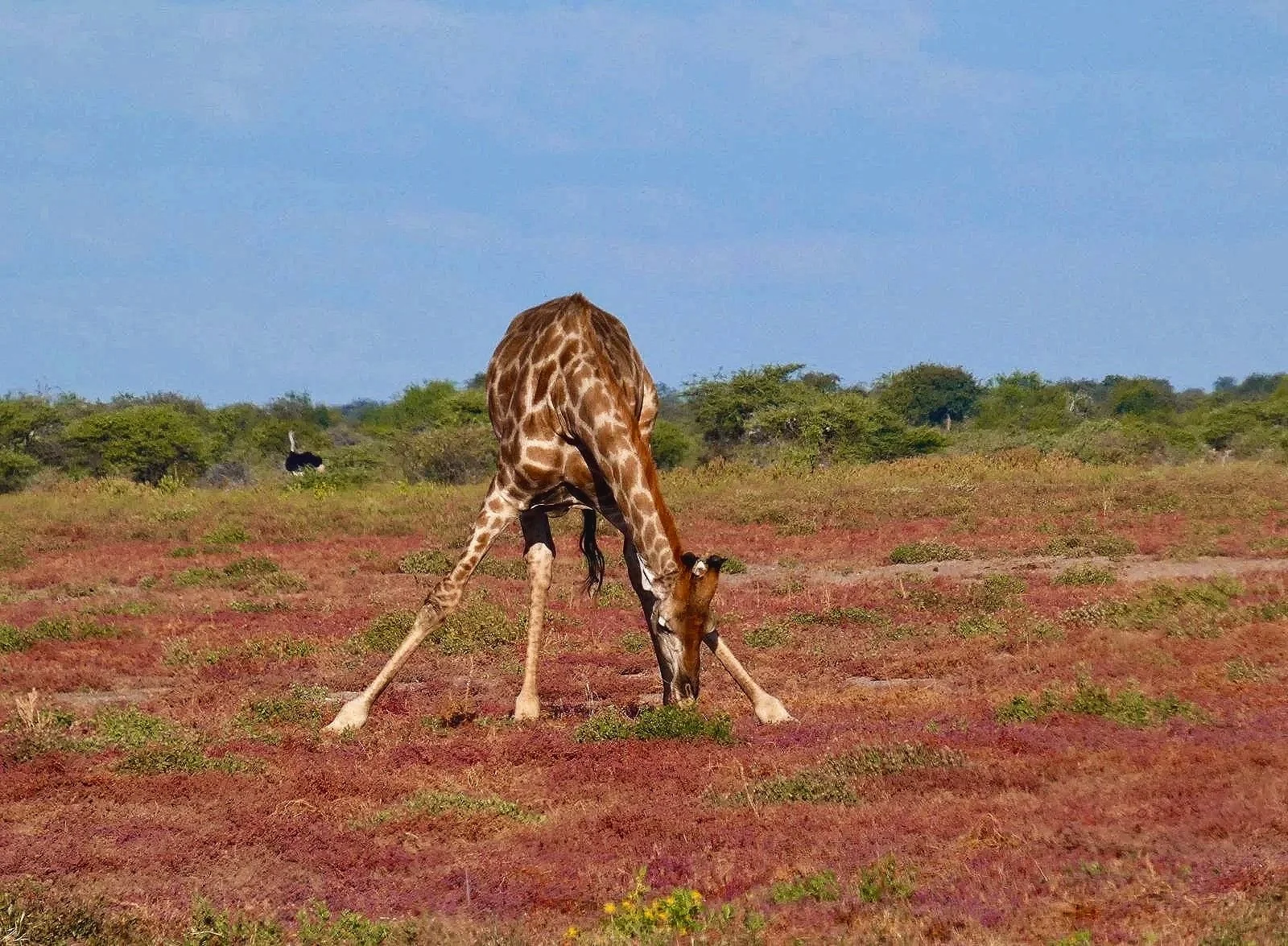 giraffon+etosha+.jpg