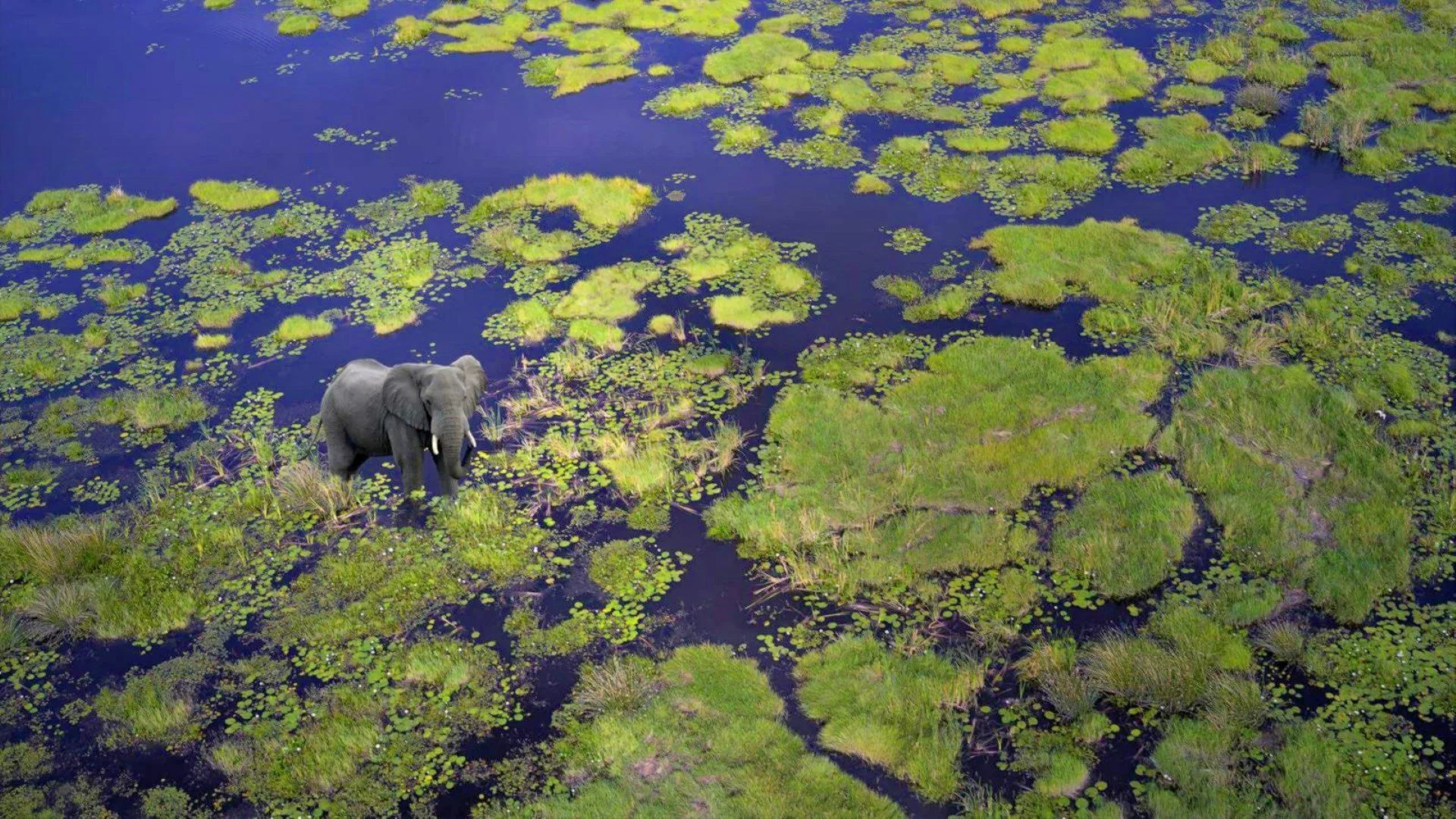 Le Delta de l’Okavango: un miracle naturel façonné par les saisons