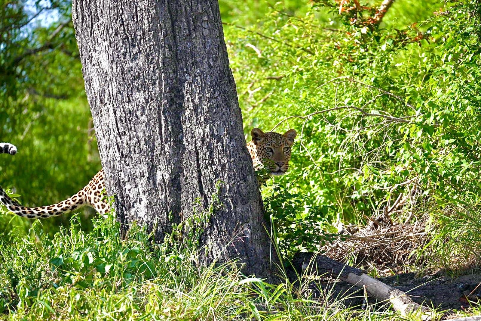 Quand partir en Afrique du Sud pour observer la faune ? Guide des saisons