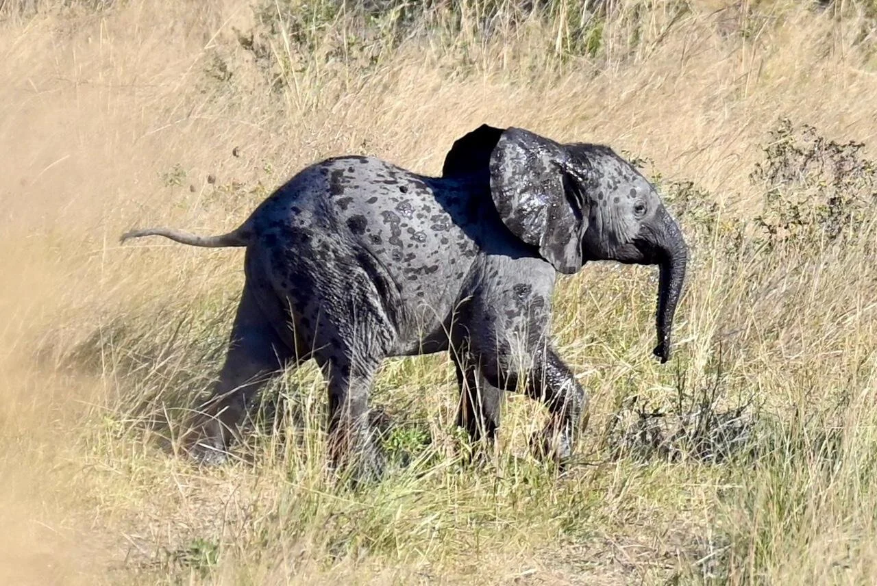 Baby elephant Chobe Botswana