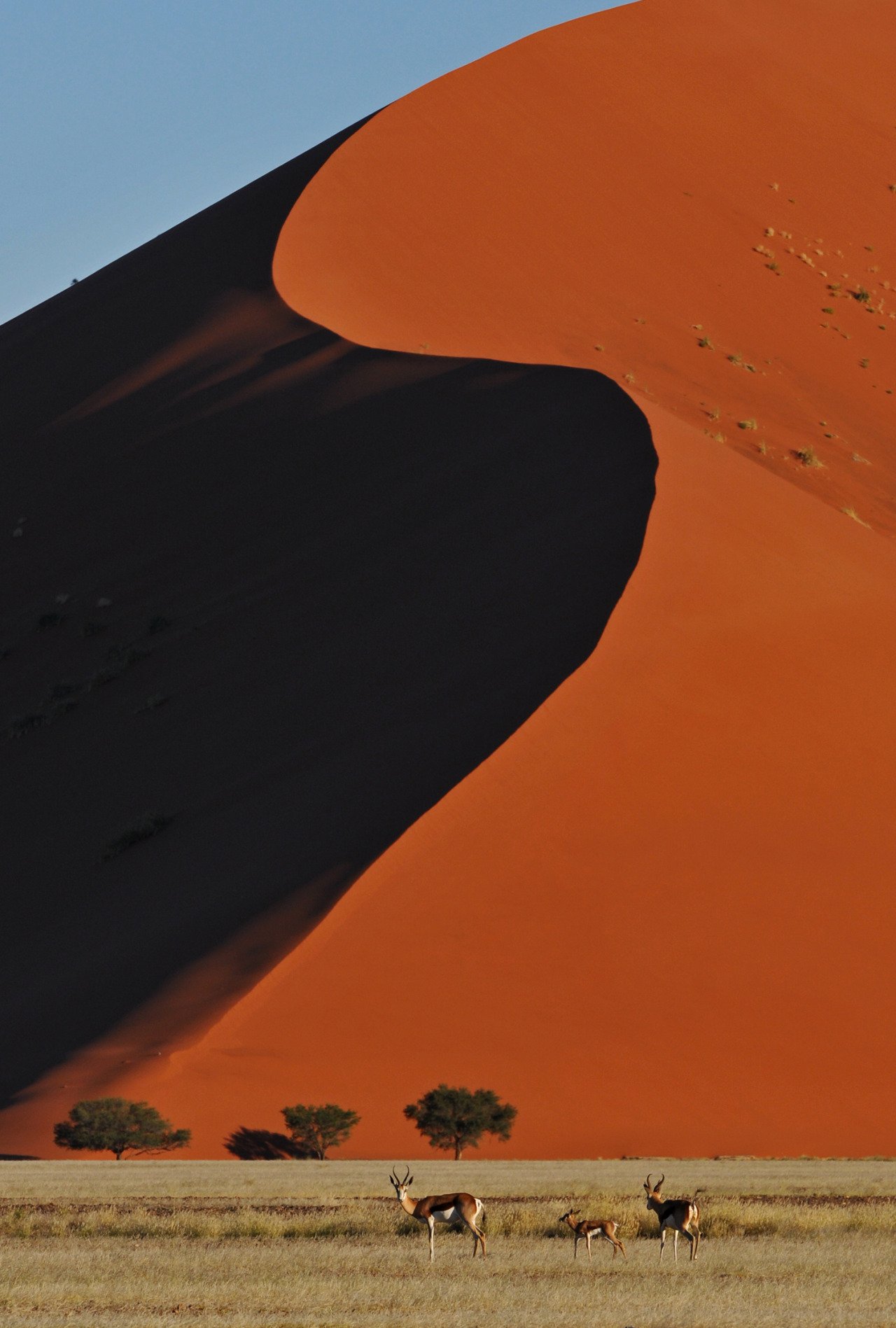 The Red Dunes of the Namib and the Life That Thrives There