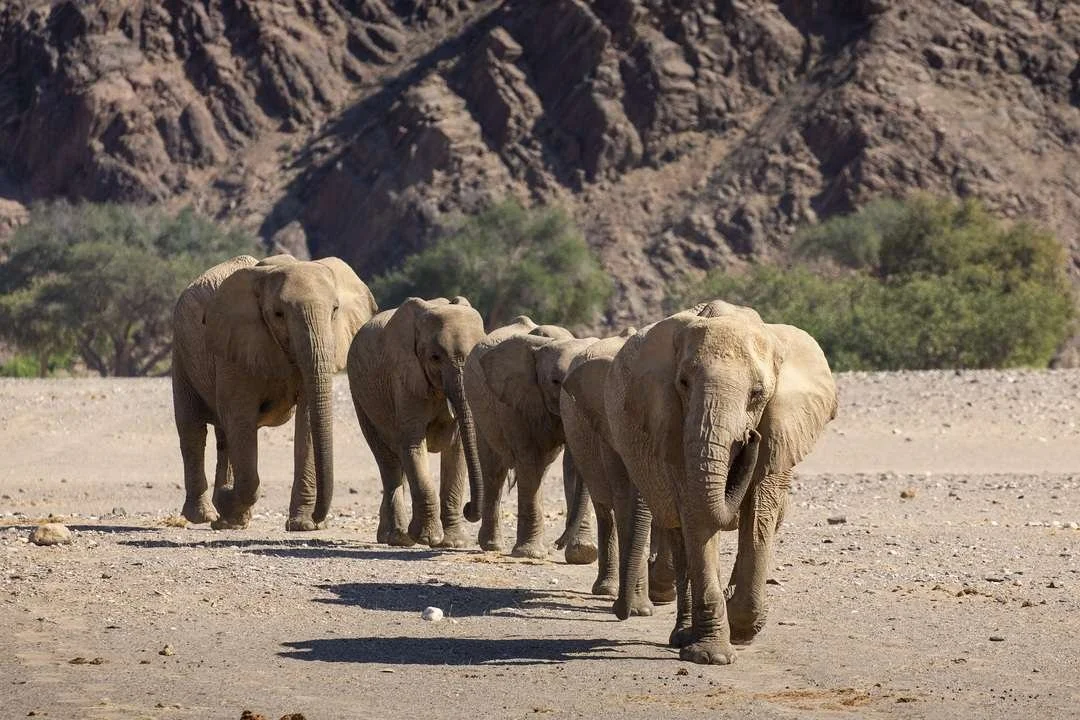 Desert Giants: The Remarkable Adaptations of Namibia’s Elephants