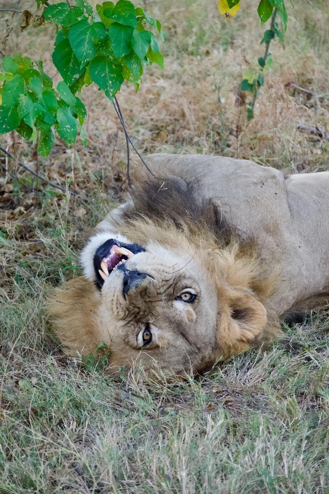 South Africa Wildlife Seasons: Plan Your Safari at the Right Time