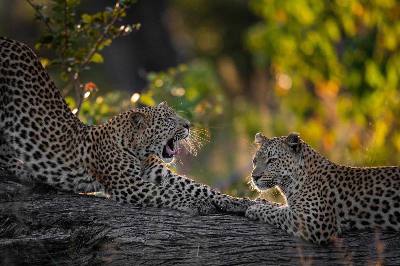 Why Sabi Sands Is Considered Africa's Ultimate Luxury Safari Destination