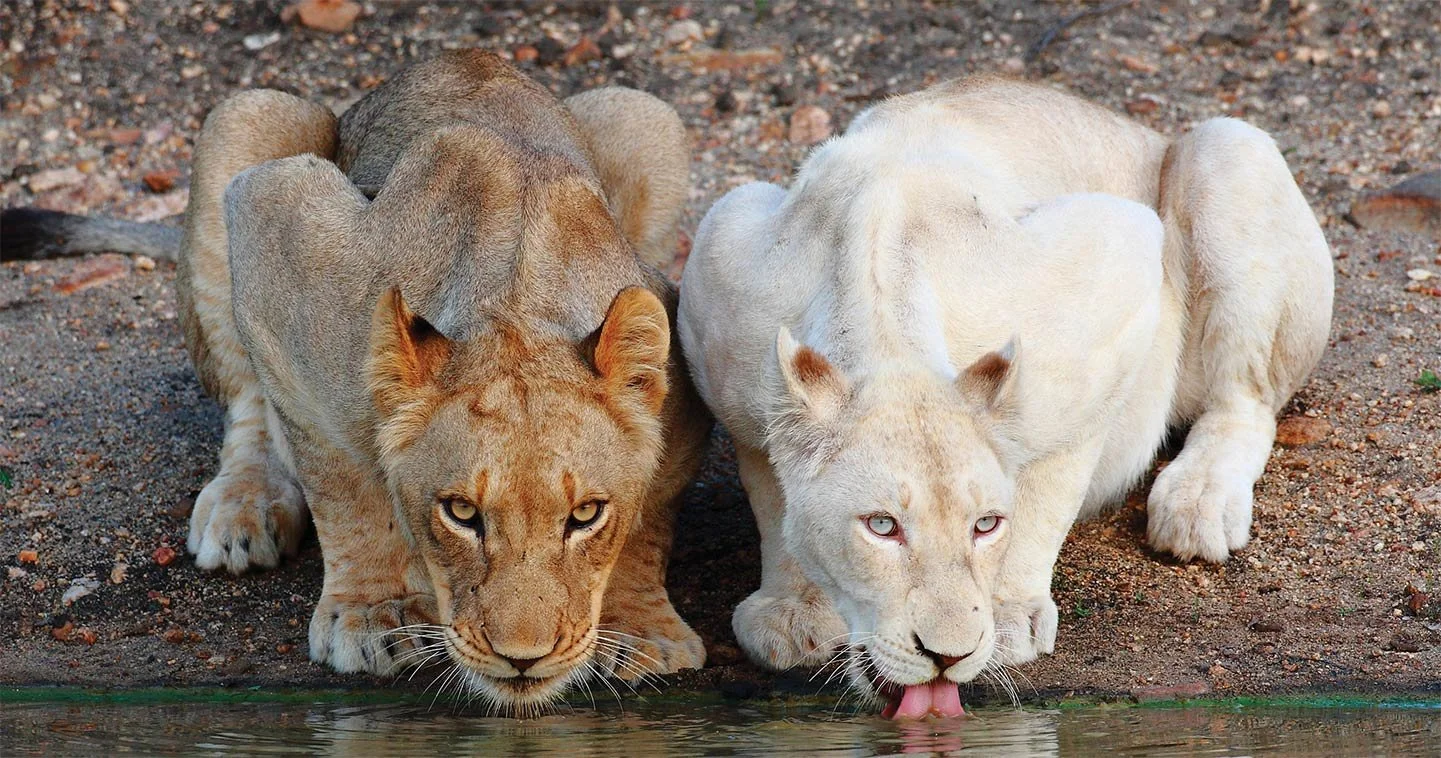 Timbavati: The Legendary Home of South Africa’s White Lions