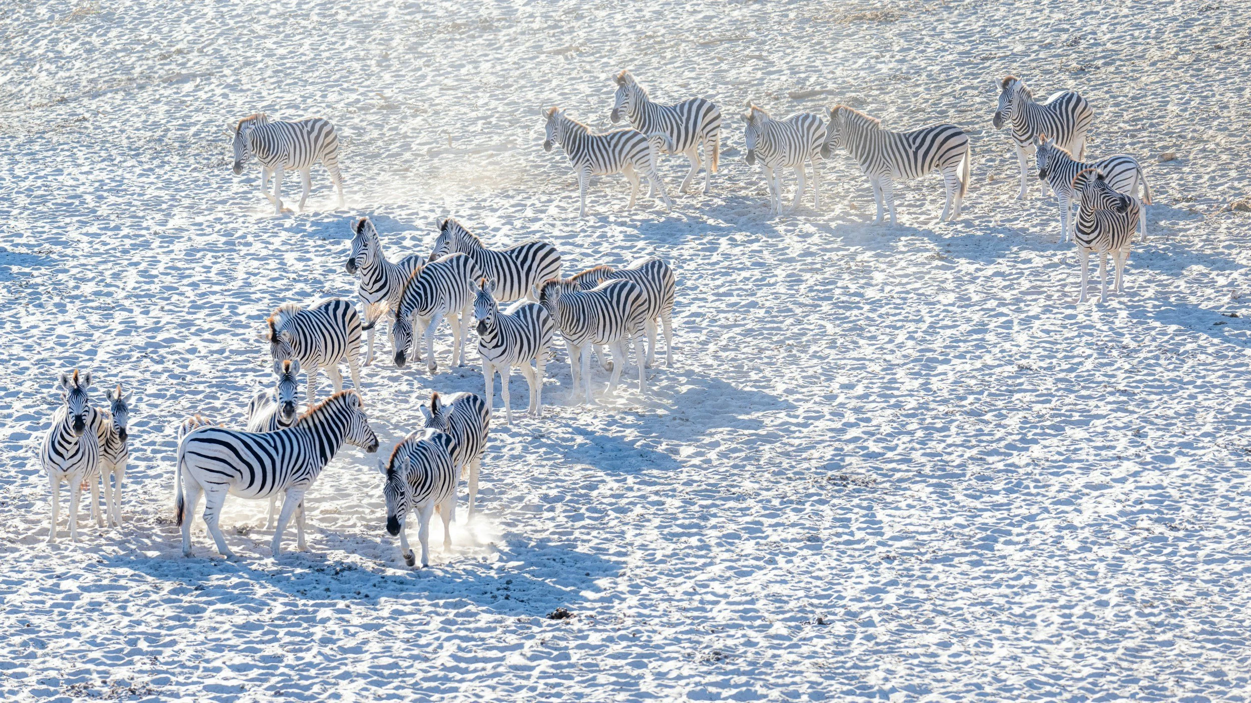 Zebra Makgadikgadi Pans
