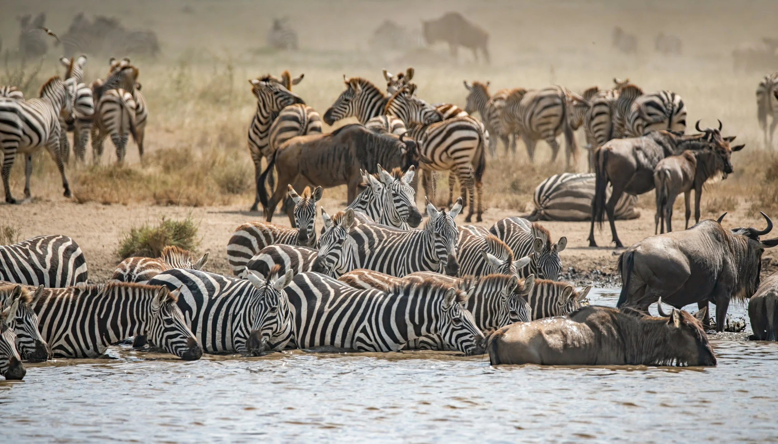 Beyond the Great Migration: Southern Africa's Incredible Wildlife Spectacles