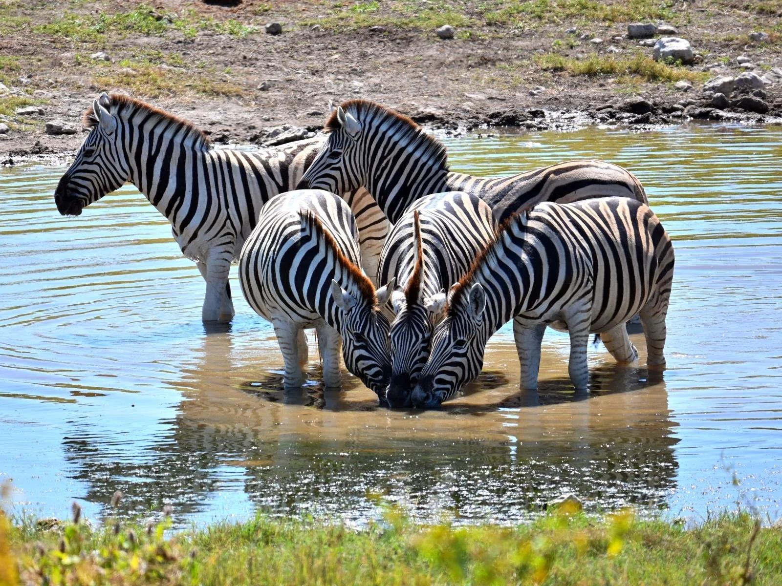 etosha waterhole zebra.jpeg